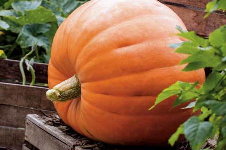 illustration Atlantic géante