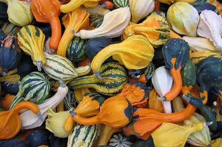 illustration Coloquintes