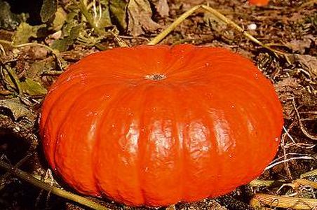 illustration Rouge vif d'Etampes