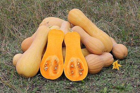 illustration Butternut