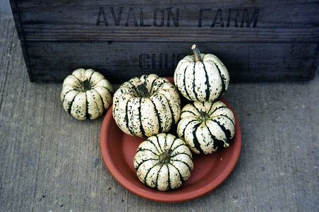 illustration Patidou